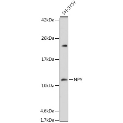NPY Rabbit pAb