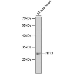 NTF3 Rabbit pAb