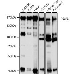 PELP1 Rabbit pAb