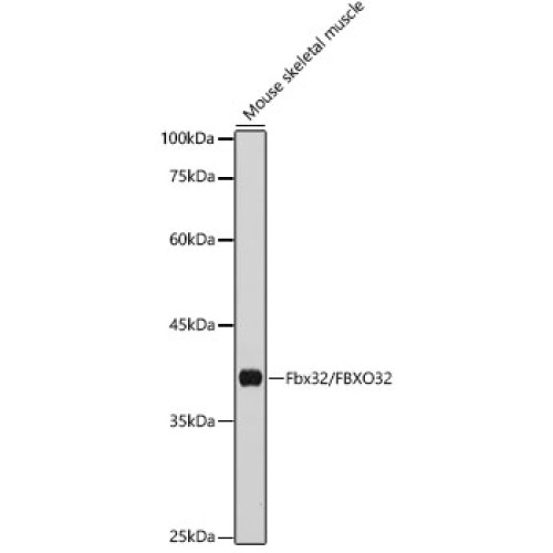 Fbx32/FBXO32 Rabbit pAb
