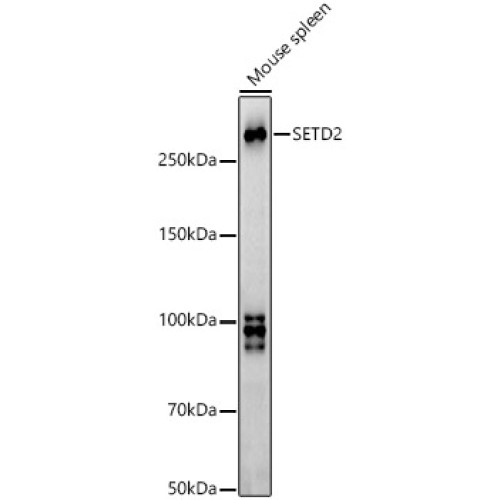 SETD2 Rabbit pAb