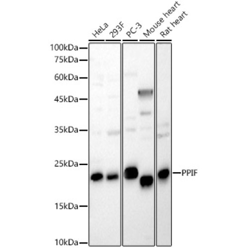 PPIF Rabbit pAb