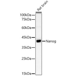 Nanog Rabbit pAb
