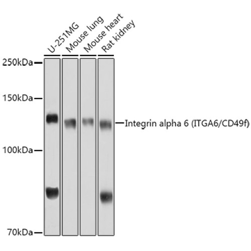 Integrin alpha 6 (ITGA6/CD49f) Rabbit pAb