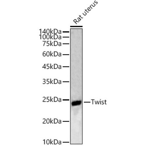 Twist Rabbit pAb