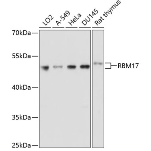RBM17 Rabbit pAb