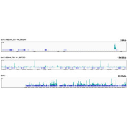 NRF1 Rabbit mAb