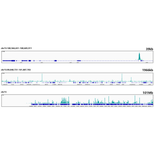 NRF1 Rabbit mAb
