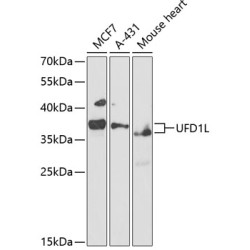 UFD1L Rabbit pAb