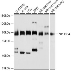 NPLOC4 Rabbit pAb