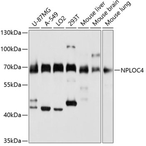 NPLOC4 Rabbit pAb