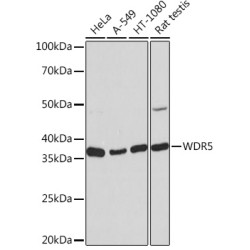 WDR5 Rabbit mAb