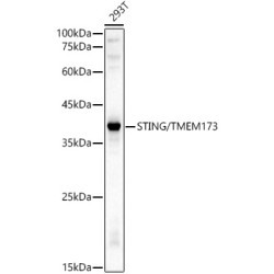 STING/TMEM173 Rabbit pAb