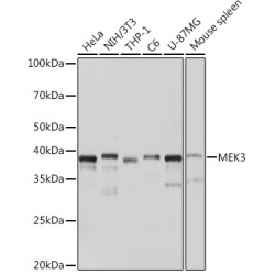 MEK3 Rabbit mAb