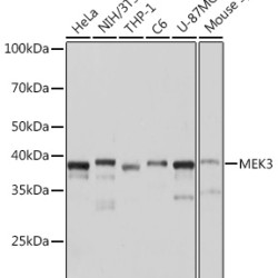 MEK3 Rabbit mAb