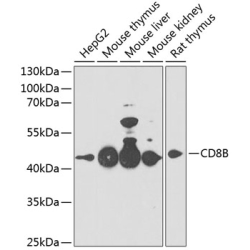 CD8B Rabbit pAb