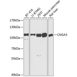 CNGA3 Rabbit pAb