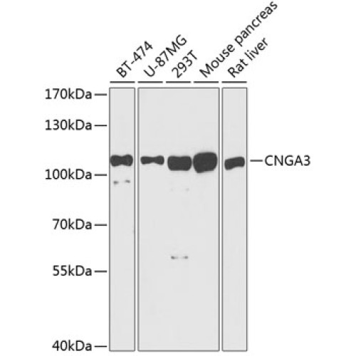 CNGA3 Rabbit pAb