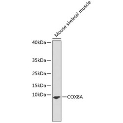 COX8A Rabbit pAb