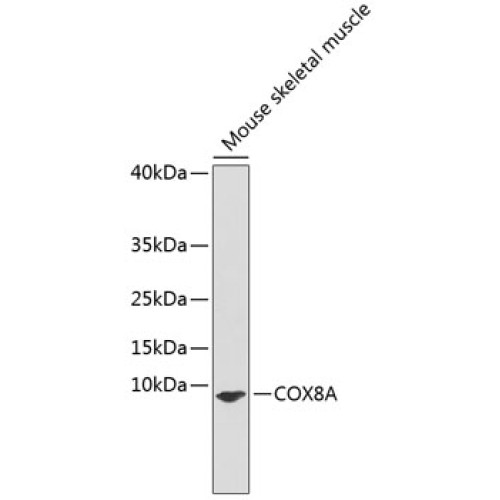 COX8A Rabbit pAb