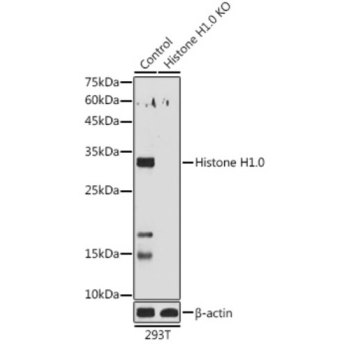 [KO Validated] Histone H1.0 Rabbit pAb