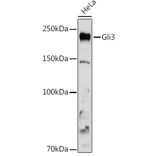 Gli3 Rabbit mAb
