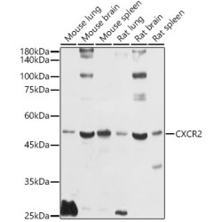 CXCR2 Rabbit pAb