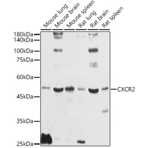CXCR2 Rabbit pAb
