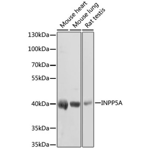 INPP5A Rabbit pAb