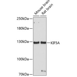 KIF5A Rabbit pAb