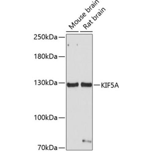 KIF5A Rabbit pAb