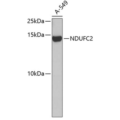 NDUFC2 Rabbit pAb