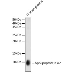 Apolipoprotein A2 Rabbit mAb
