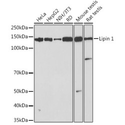 Lipin 1 Rabbit mAb