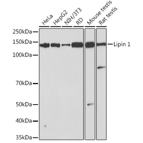 Lipin 1 Rabbit mAb