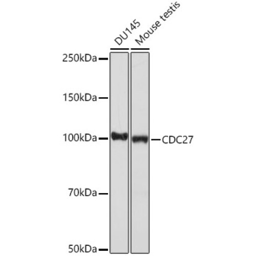 CDC27 Rabbit mAb