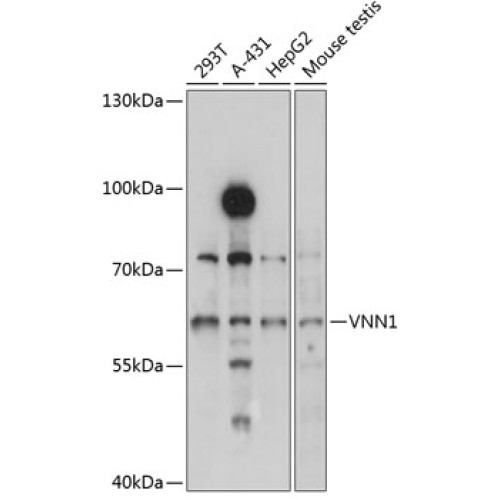 VNN1 Rabbit pAb