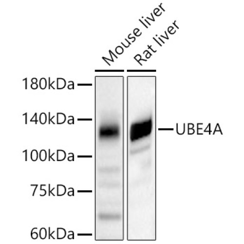 UBE4A Rabbit pAb