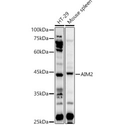 AIM2 Rabbit pAb