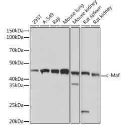 c-Maf Rabbit mAb