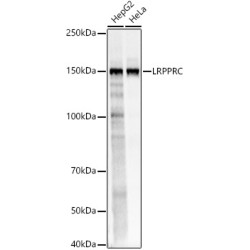 LRPPRC Rabbit pAb