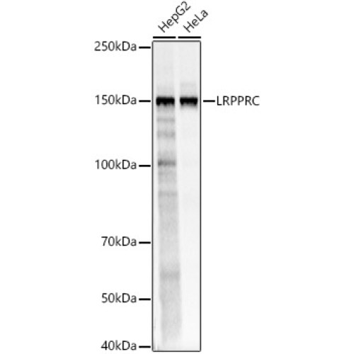 LRPPRC Rabbit pAb