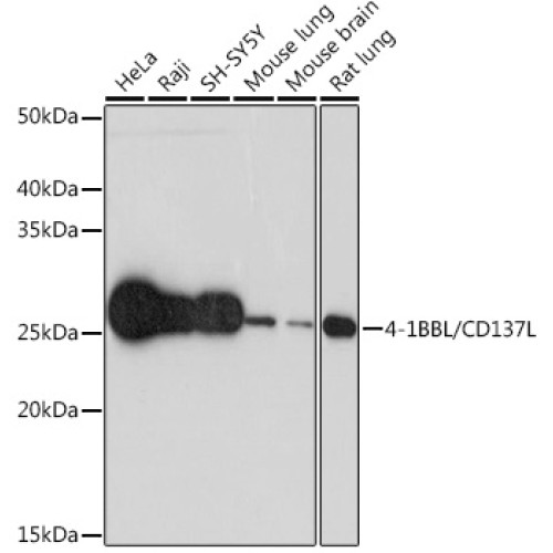 4-1BBL/CD137L Rabbit mAb