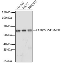 KAT8/MYST1/MOF Rabbit mAb