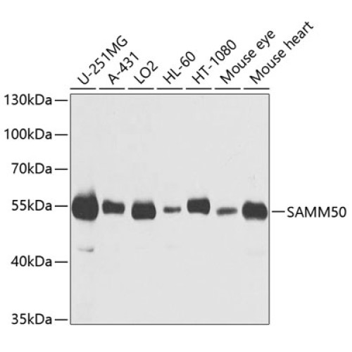 SAMM50 Rabbit pAb