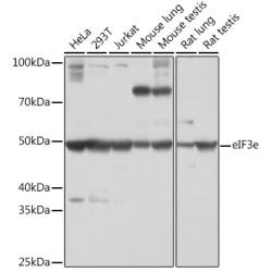 eIF3e Rabbit mAb