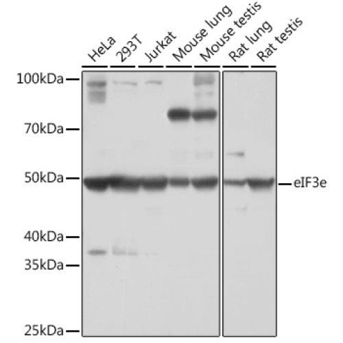 eIF3e Rabbit mAb