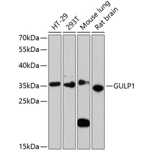 GULP1 Rabbit pAb