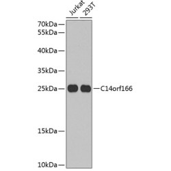 C14orf166 Rabbit pAb