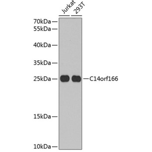 C14orf166 Rabbit pAb
